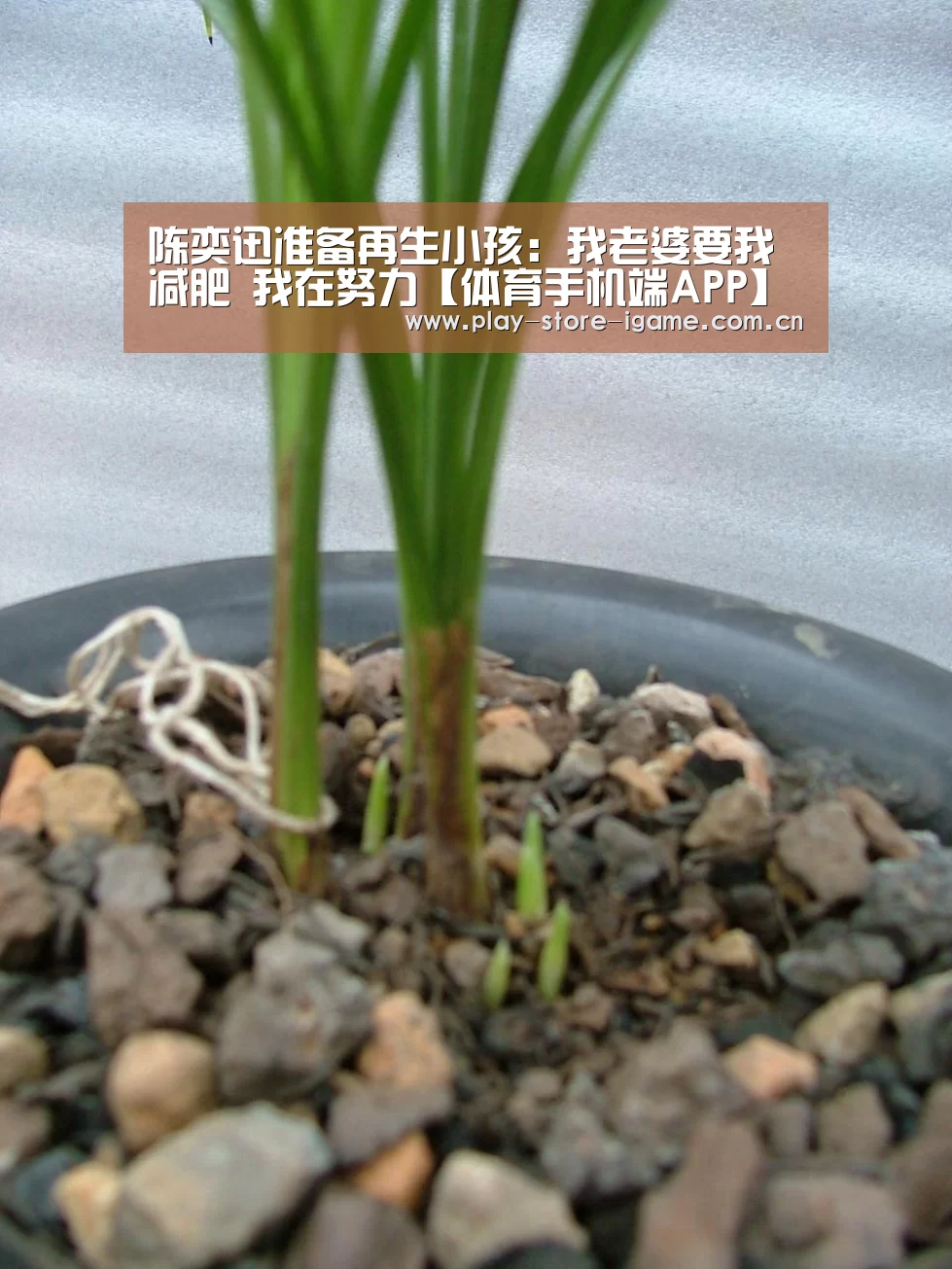 爱游戏